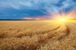 Wheat Prices Soared 15% in a Month. Here’s How to Hedge With DBA, TAGS, and WEAT