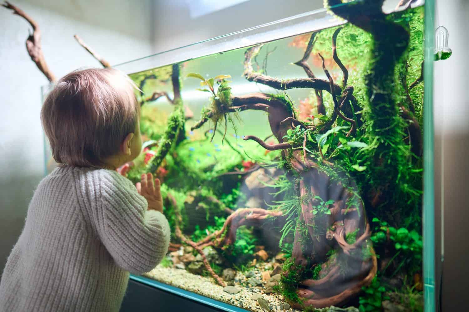 A small cute baby touches the glass of the beautiful freshwater aquascape with live aquarium plants, Frodo stones, redmoor roots covered by java moss.