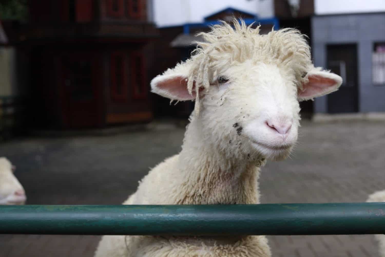 white sheep in the yard