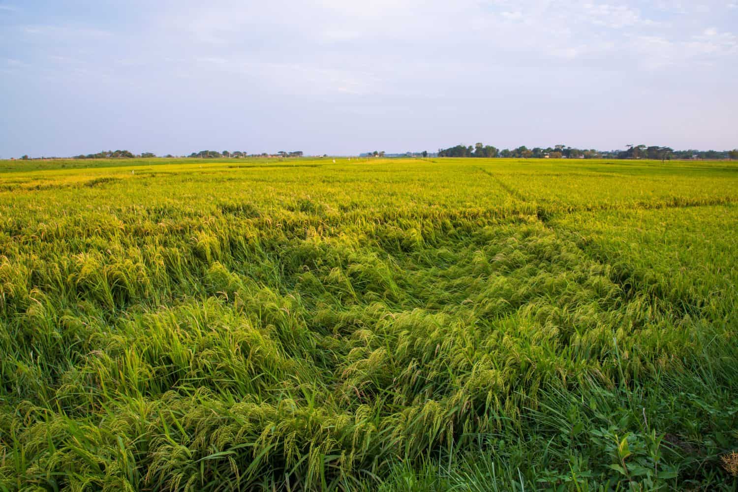 Natural landscape view of agriculture harvest Paddy rice field in Bangladesh