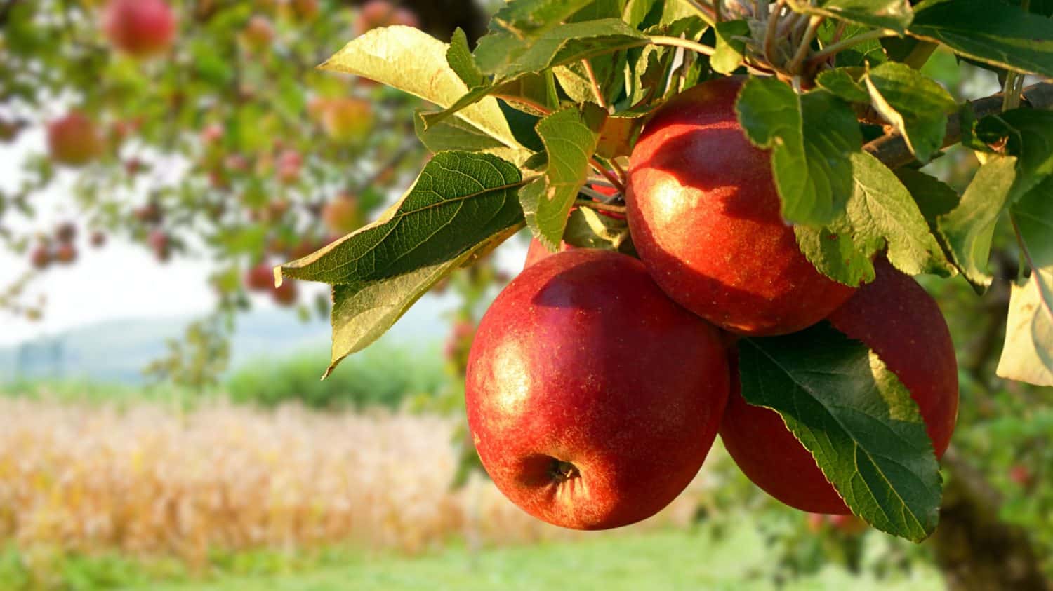 Capture the crispness of nature with this vibrant apple fruit photo. Perfect for adding freshness to your projects. Buy now and infuse your designs with natural allure