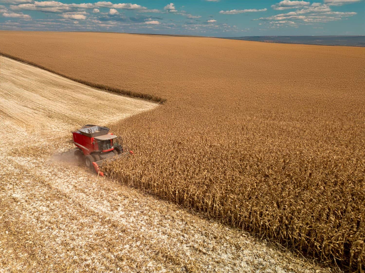 Corn harvesting with tractors in the interior of the state of São Paulo, in Brazil