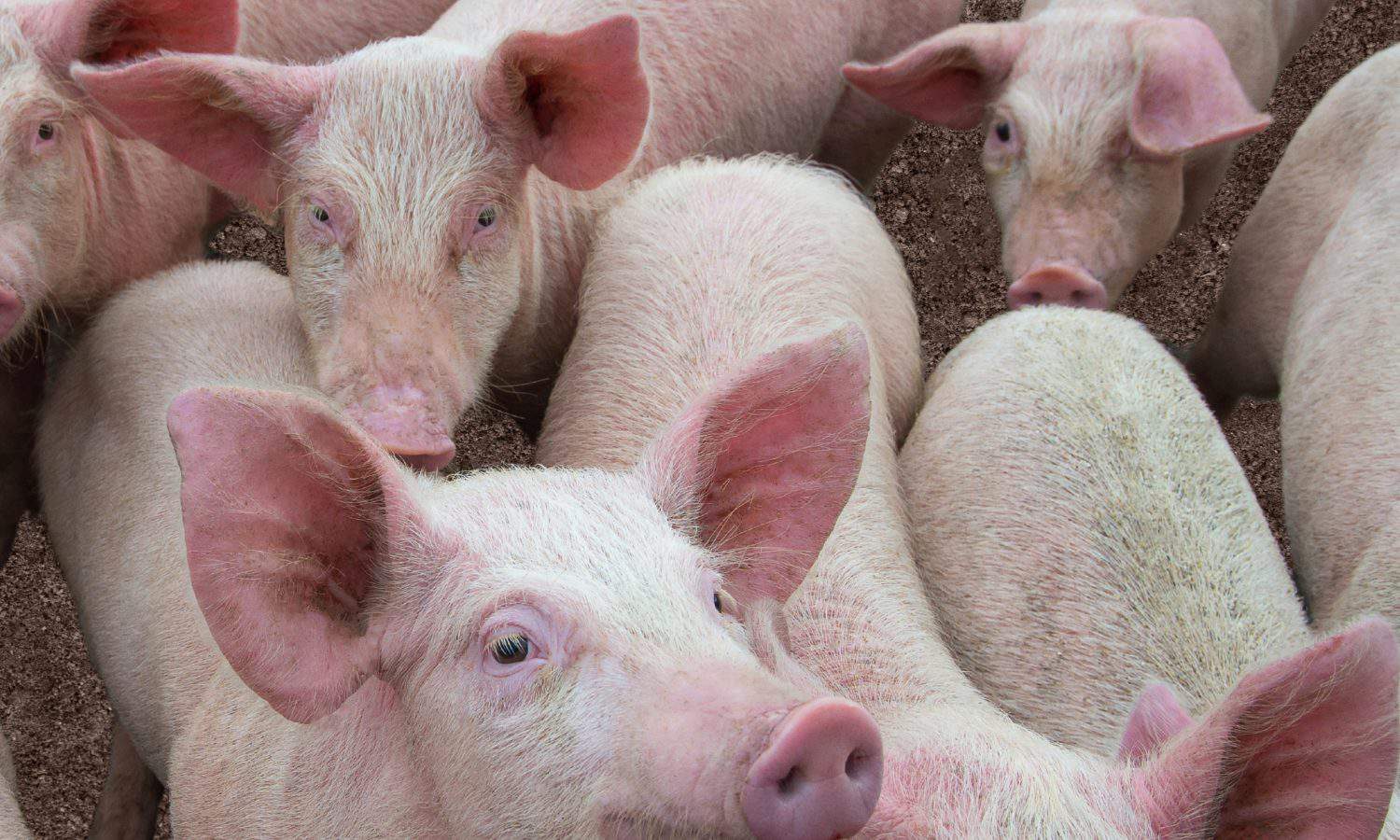 Pigs diseases. African swine fever in Europe.A image of several pigs suffering from African Swine Fever.