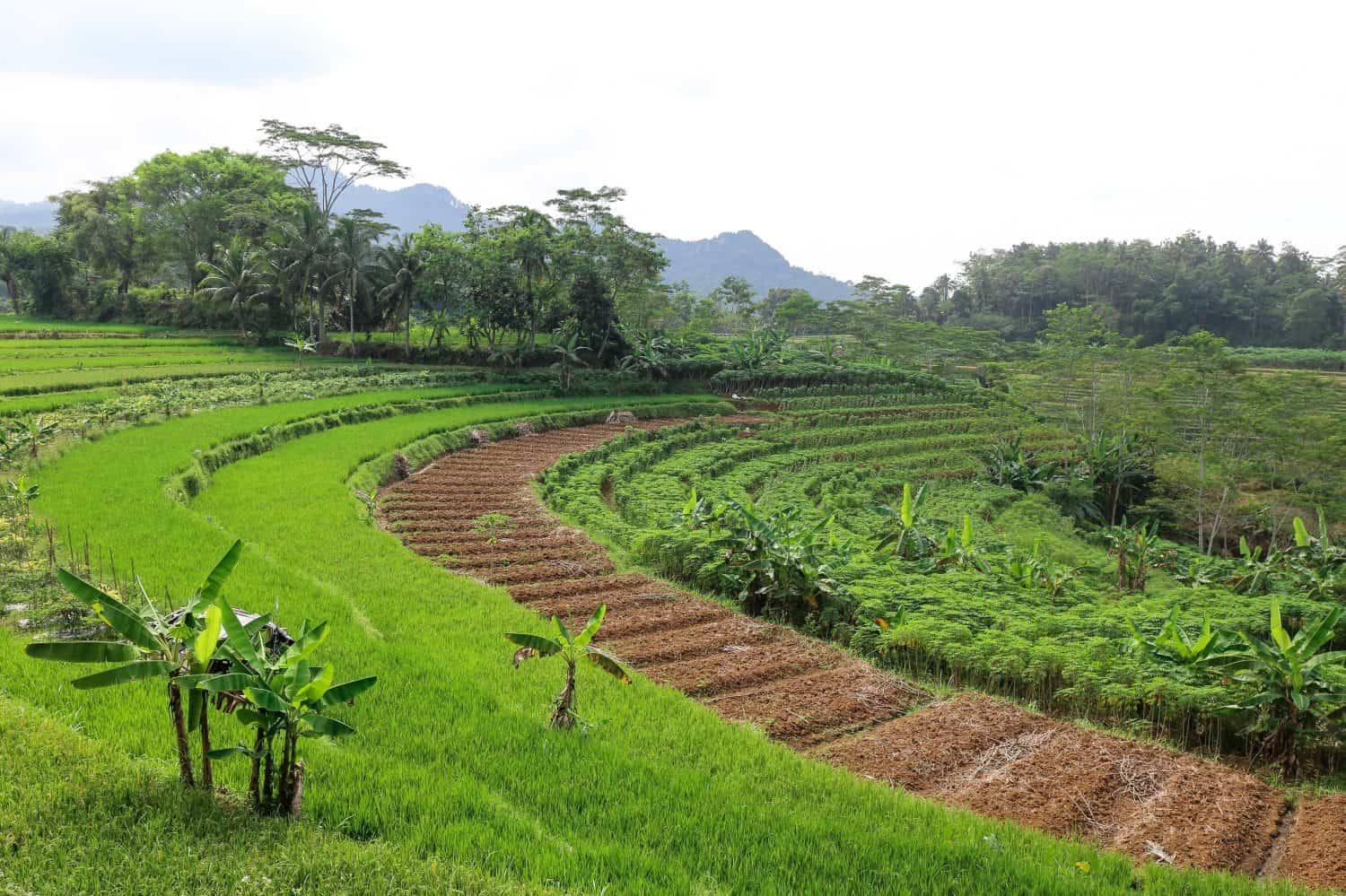 Beautiful view of terraced rice fields in Central Java, indonesia. Scenic Asian backgrounds and landscape.