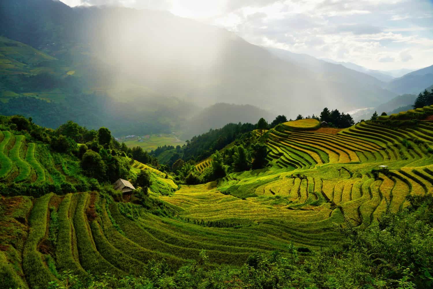 Rice fields in Northern Vietnam in the Mu Cang Chai (Mù Cang Chải) area in the Yen Bai district near Sa Pa. Photos taken in early October 2023 when the rice had ripened and was ready to be harvested.