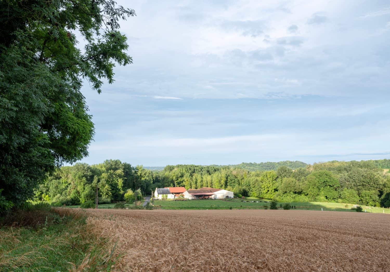 forest with cornfield and farm near village of paissy in pays de laon of aisne area in the north of france