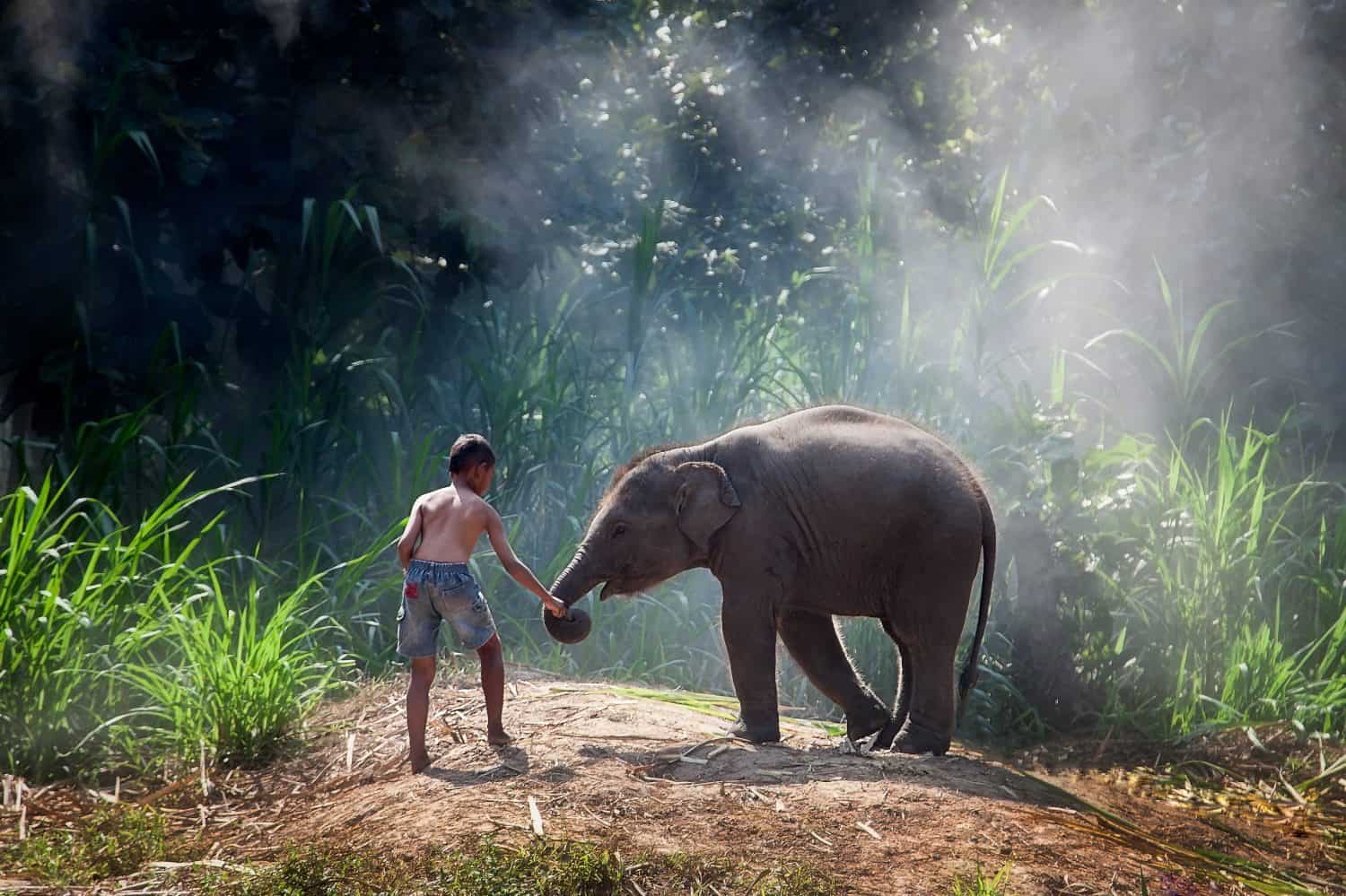 Asia boy are playing with their elephants