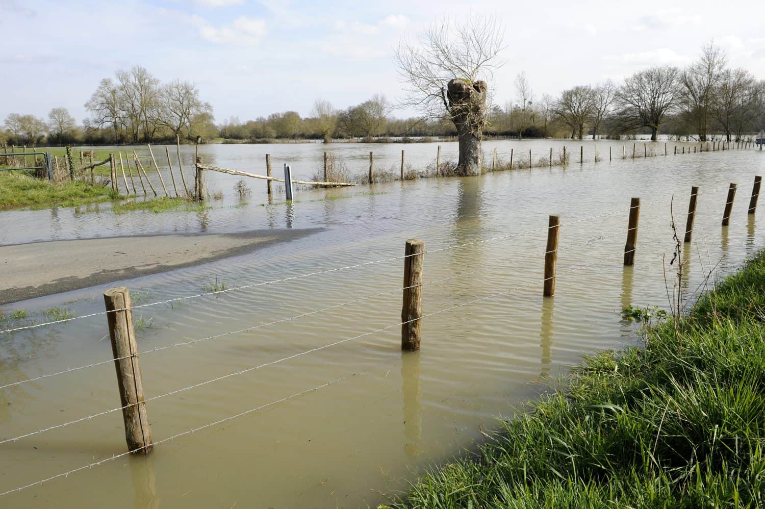 Flooded meadow