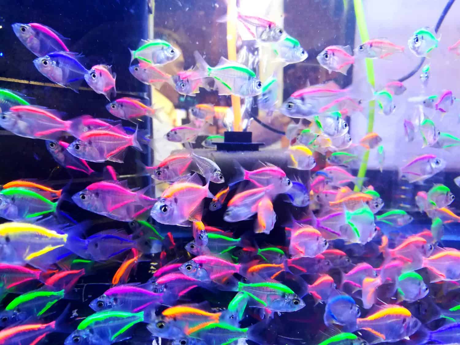 Glowfish in fish tank