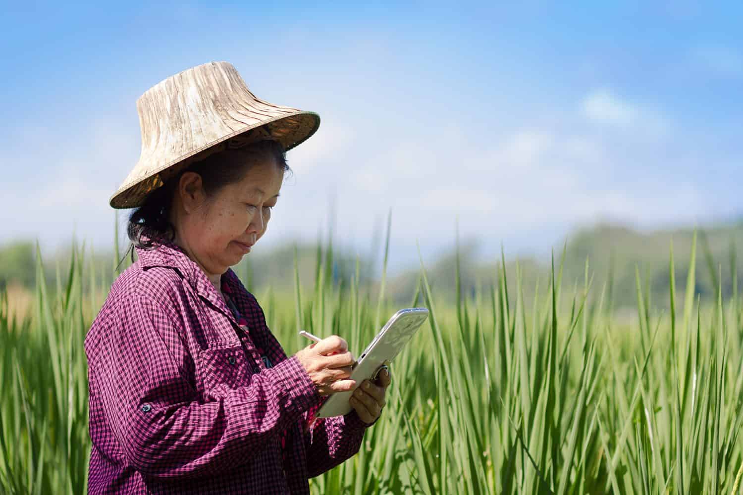 Farmer woman using digital tablet in field read or analysis a report agriculture. Concept of modern smart farming by using electronics.