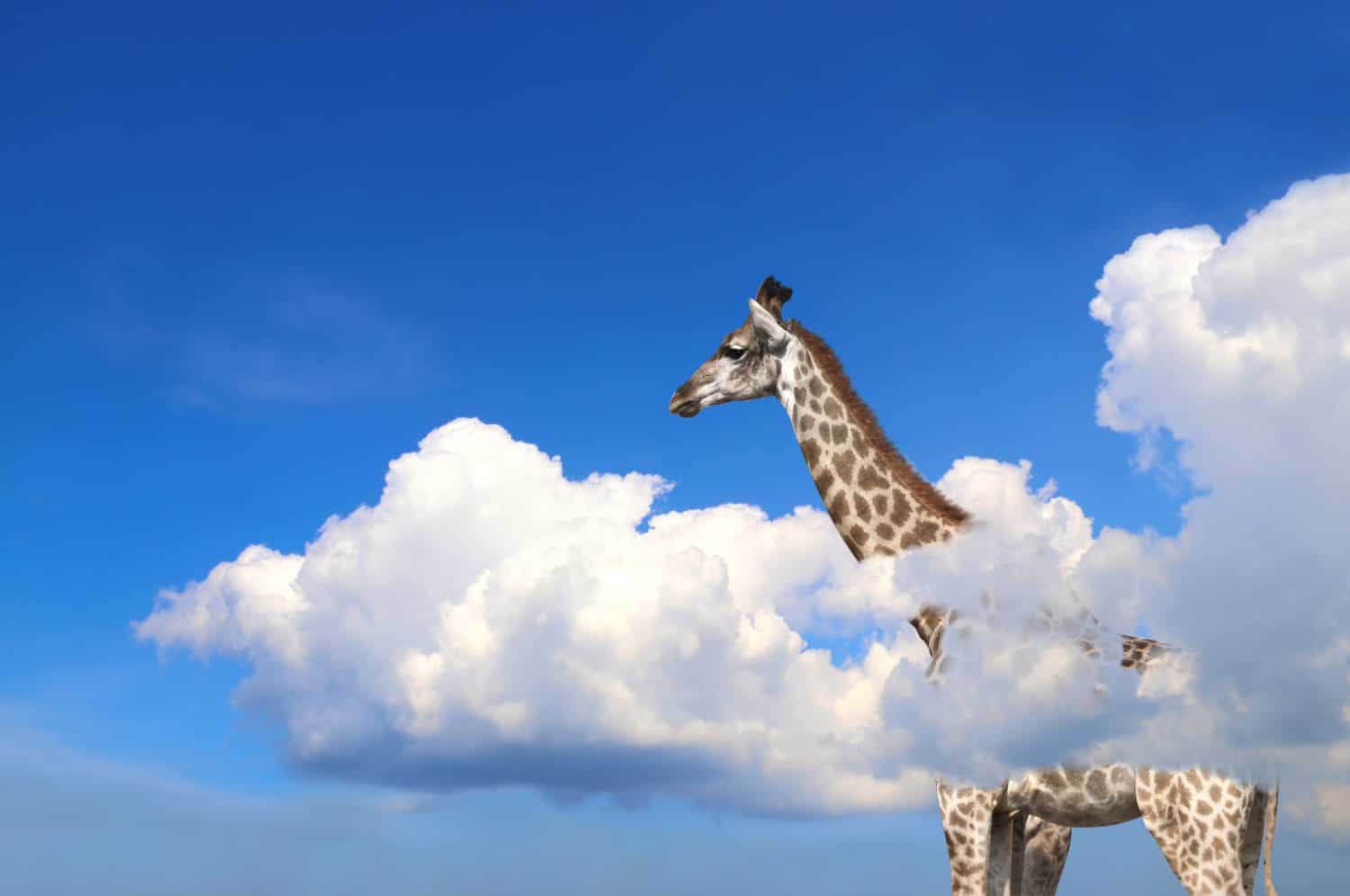 Giraffe above clouds. Cute giraffe in the sky. Fantastic scene with huge giraffe coming out of the cloud