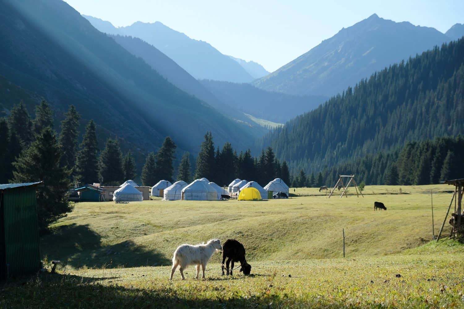 Two sheep on mountain meadow and camp with traditional nomad&#039;s yurts in background. Green Tien Shan Mountains in Karakol area in summer. Rich unique nature of Kyrgystan, Central Asia.