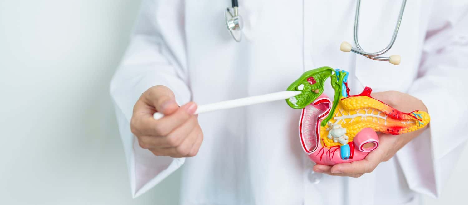 Doctor with human Pancreatitis anatomy model with Pancreas, Gallbladder, Bile Duct, Duodenum, Small intestine. Pancreatic cancer, Acute and Chronic pancreatitis, Digestive system and Health concept