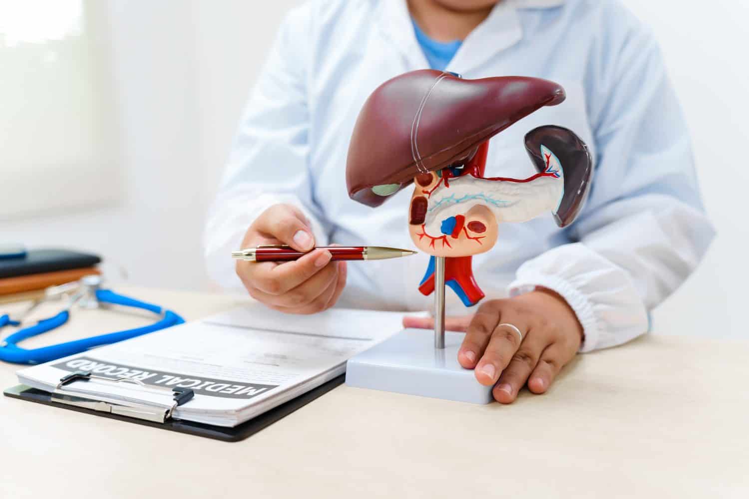 A liver doctor examines a model of the liver, focusing on diseases such as hepatitis, cirrhosis, and cancer, to explain diagnosis and treatment options to patients in a clinical setting.