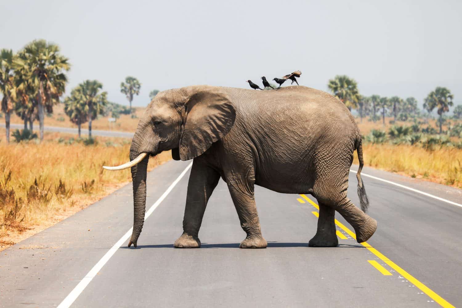 African bush elephant (Loxodonta africana) with the piapiacs (Ptilostomus afer) on his back crossing the road in the Murchison Falls National Park, Uganda