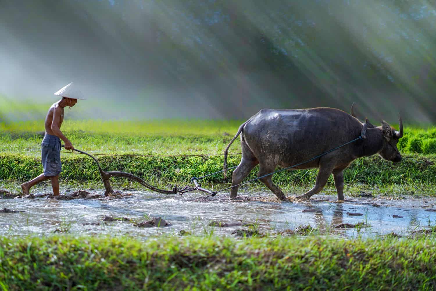 vietnam farmer using buffalo plowing rice field,Asian man using the buffalo to plow for rice plant in rainy season,Rural Countryside of Vietnam,