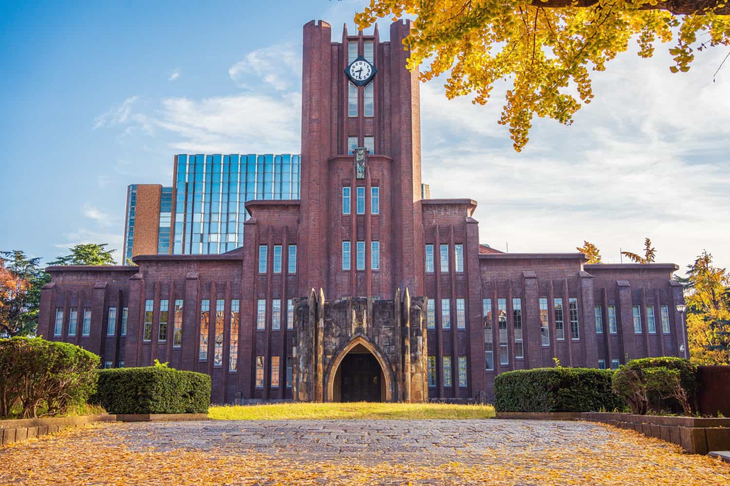 Ginkgo Trees of the University of Tokyo