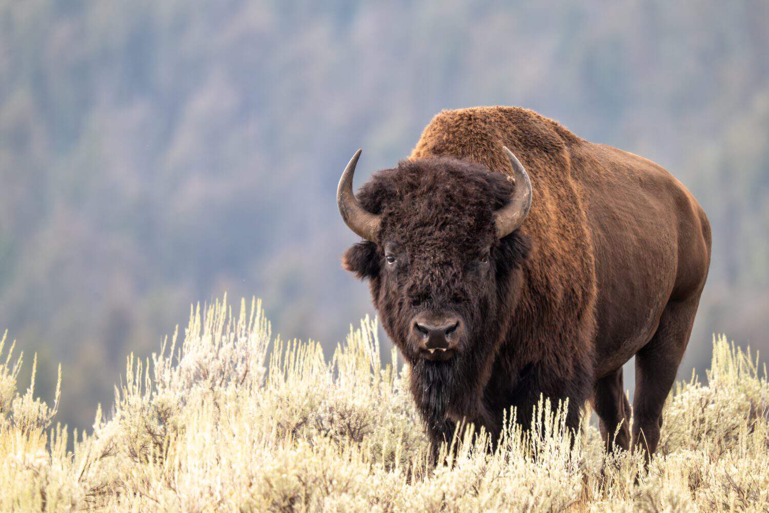 How Did Native Americans Utilize Every Part of a Buffalo?