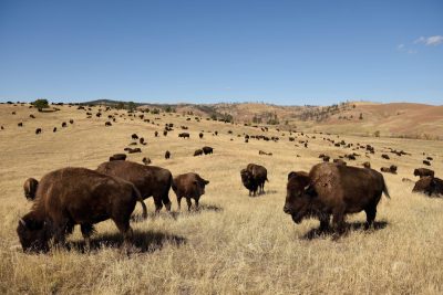 Can You Guess All the Ways Native Americans Used Buffalo?