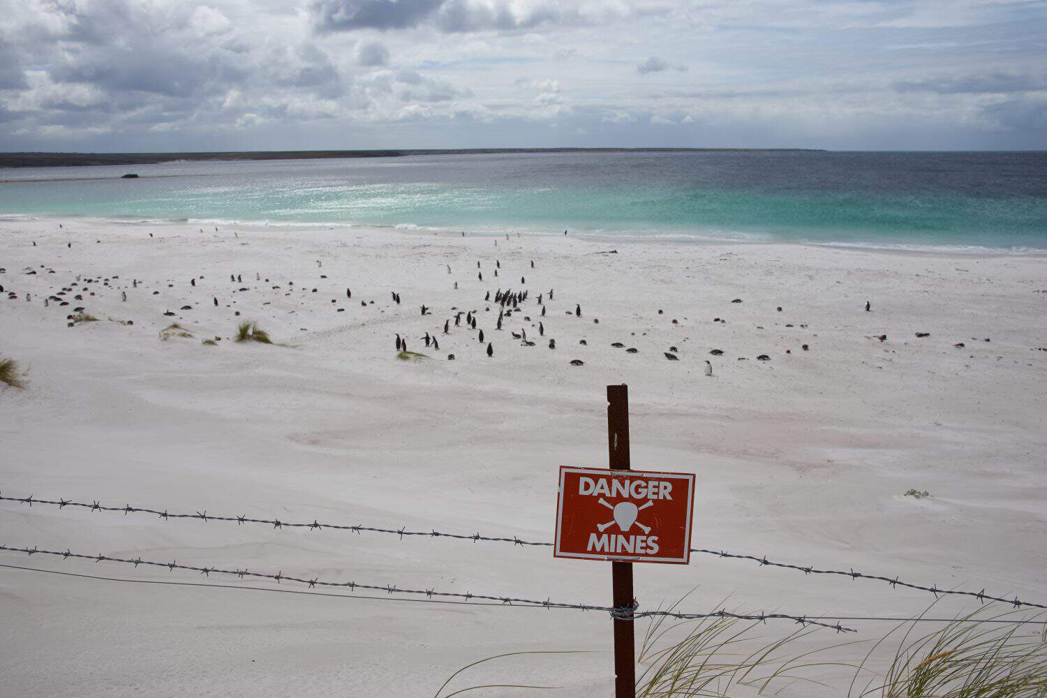 White sandy beach in Yorke Bay close to Stanley, capital of the Falkland Islands. The beach is home to Magellanic Penguins (Spheniscus magellanicus) and contains land mines from the 1982 conflict.