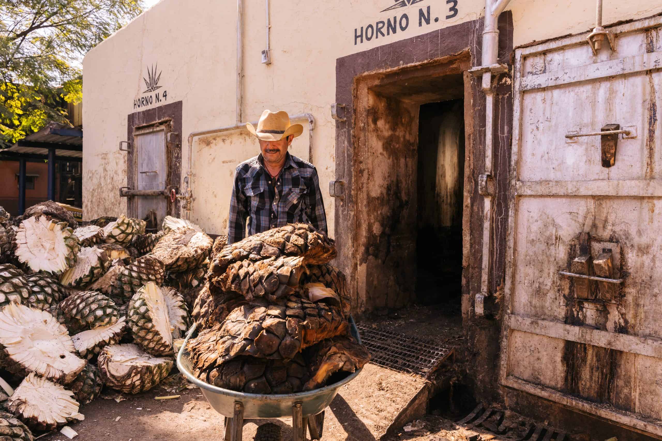 Working man carrying pile of agave fruits in wheelbarrow