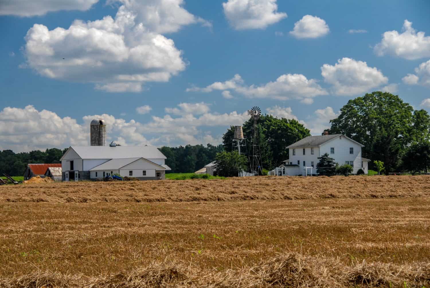 Farm land in Delaware. Fresh cut wheat field .