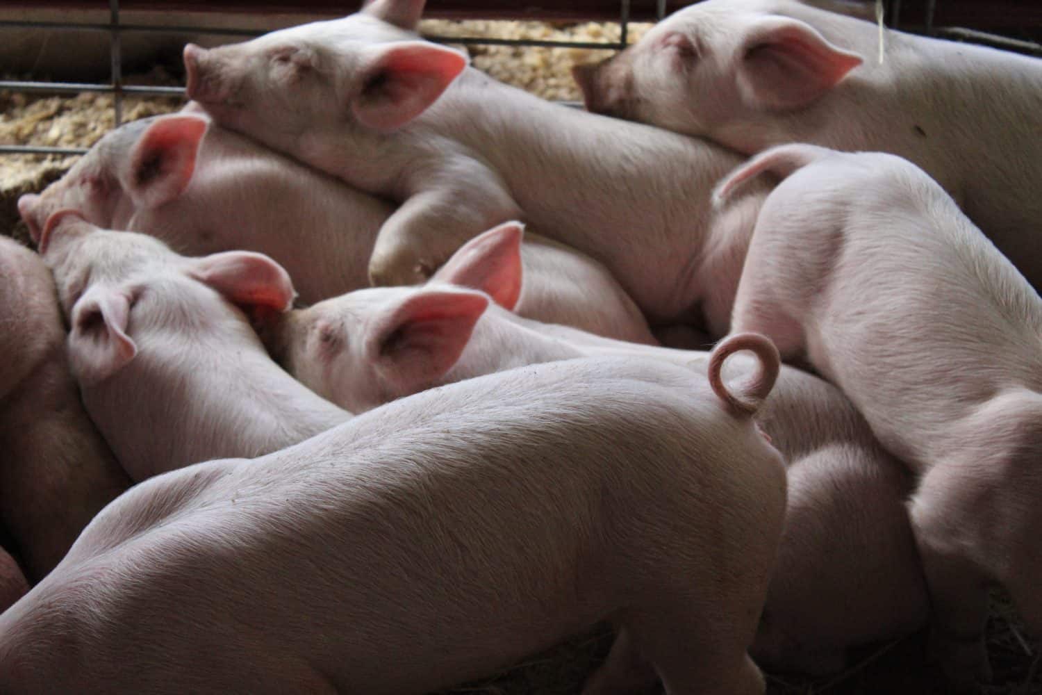 A pile of tiny baby piglets sleeping at the county fair in Marietta, Ohio 2018.