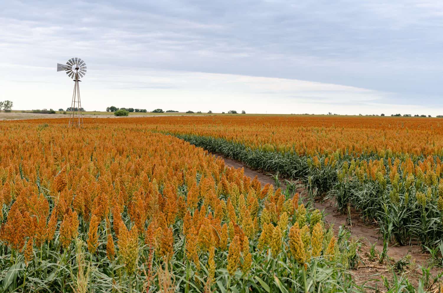 Windmill sits in a Kansas sorghum field