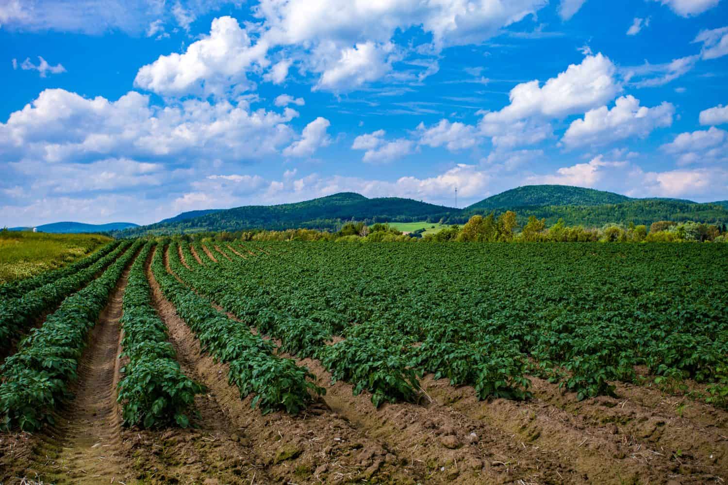 Northern Maine Potato Field before the Harvest