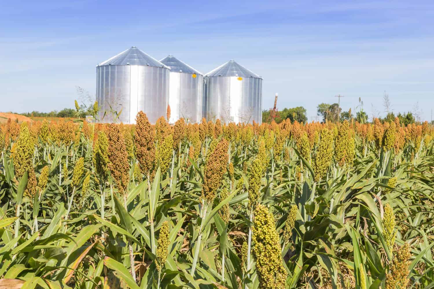 Large Sorghum field located just east of Demopolis, Alabama and before Union Town, Alabama off of highway 80.