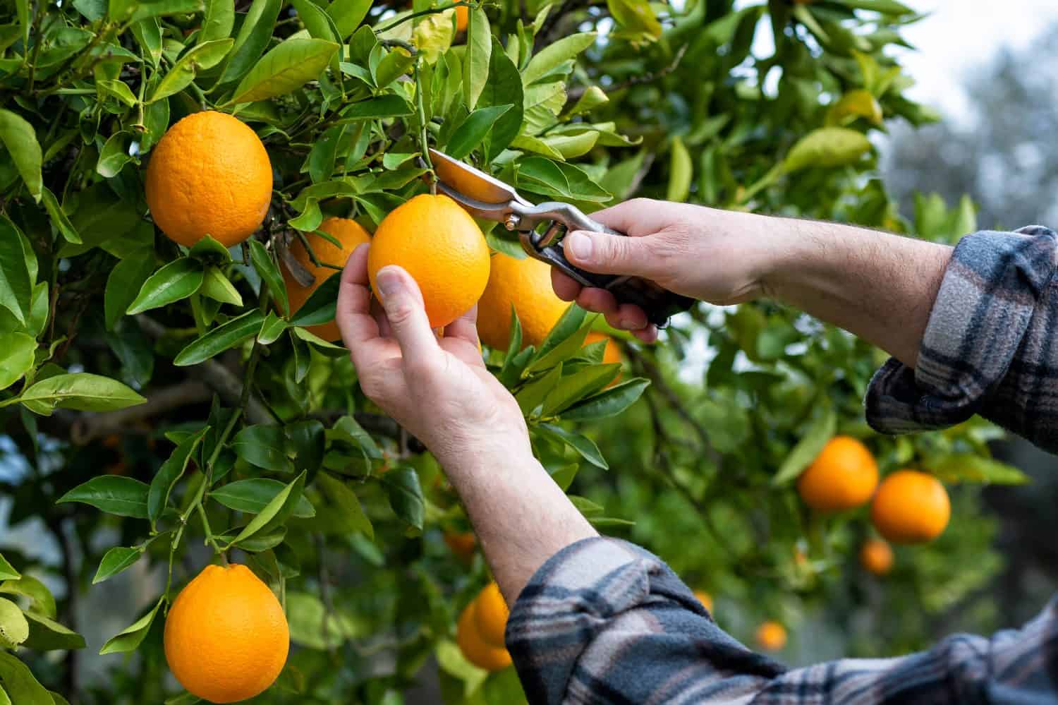 Close-up of the hands of the farmer who harvest the oranges in the citrus grove with scissors. Traditional agriculture.