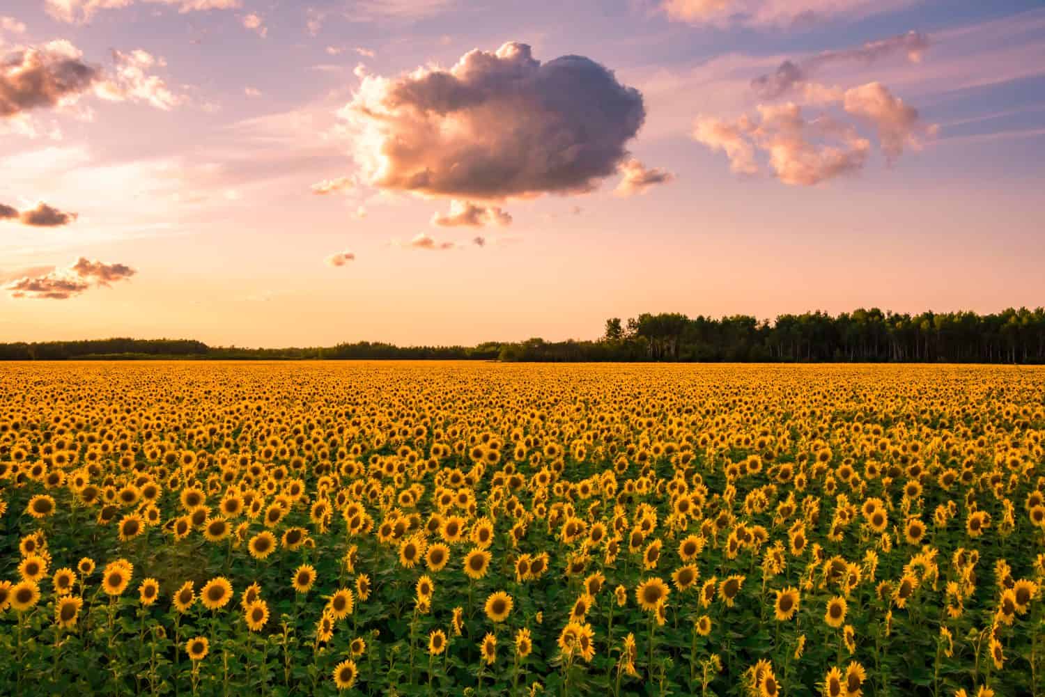 Sunflowers blooming in a northern Minnesota field at sunset.