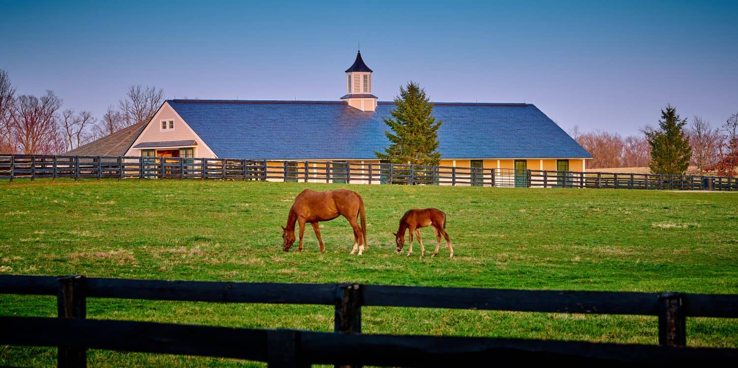 A mare and foal grazing on early spring grass with horse barn in the background.