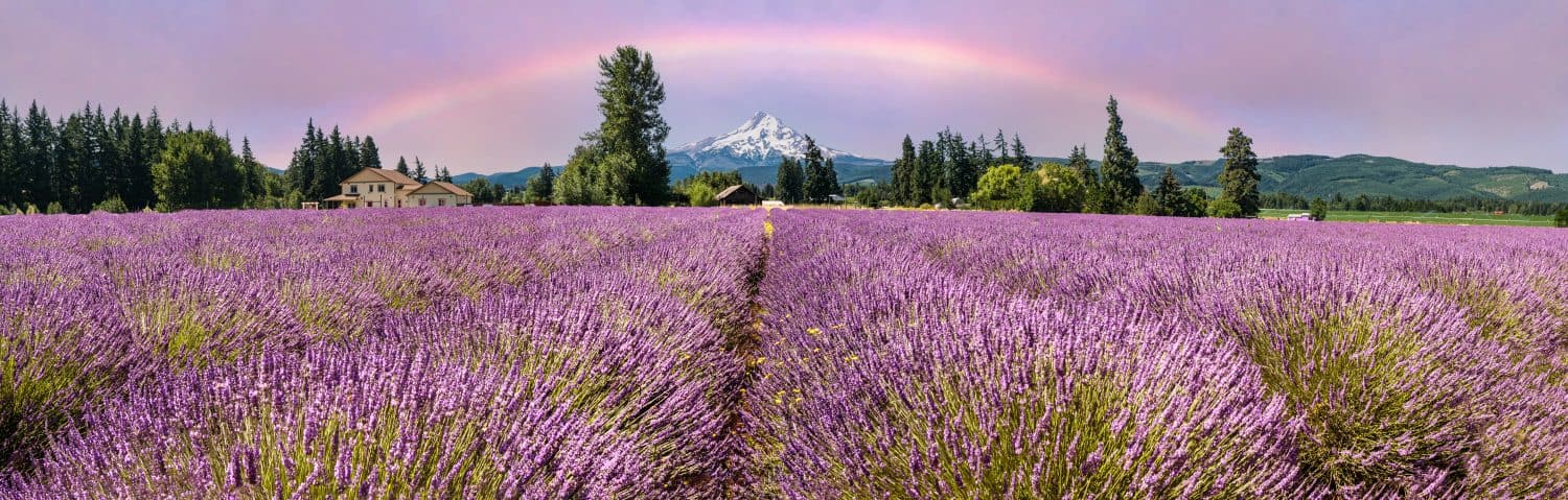 Beautiful Lavender Valley with Snow capped Mt. Hood in Oregon and Rainbow Sky in the background panoramic.