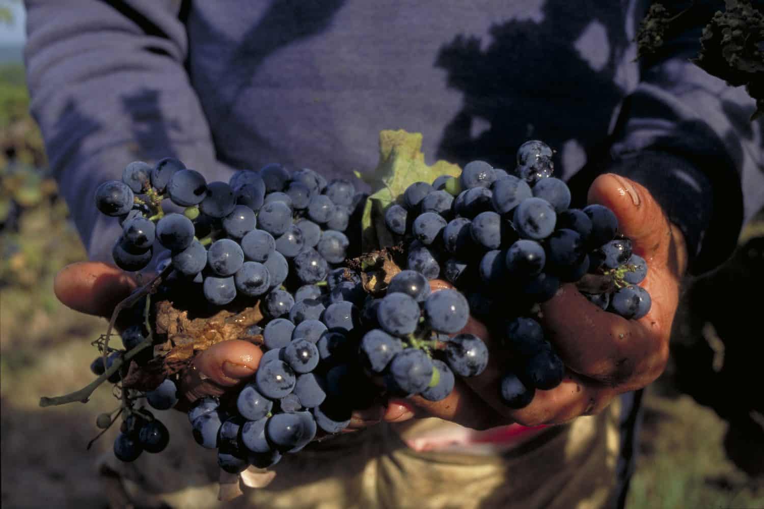 A closeup shot of a farm worker&#039;s hands holding freshly picked grapes from a vineyard in Missouri