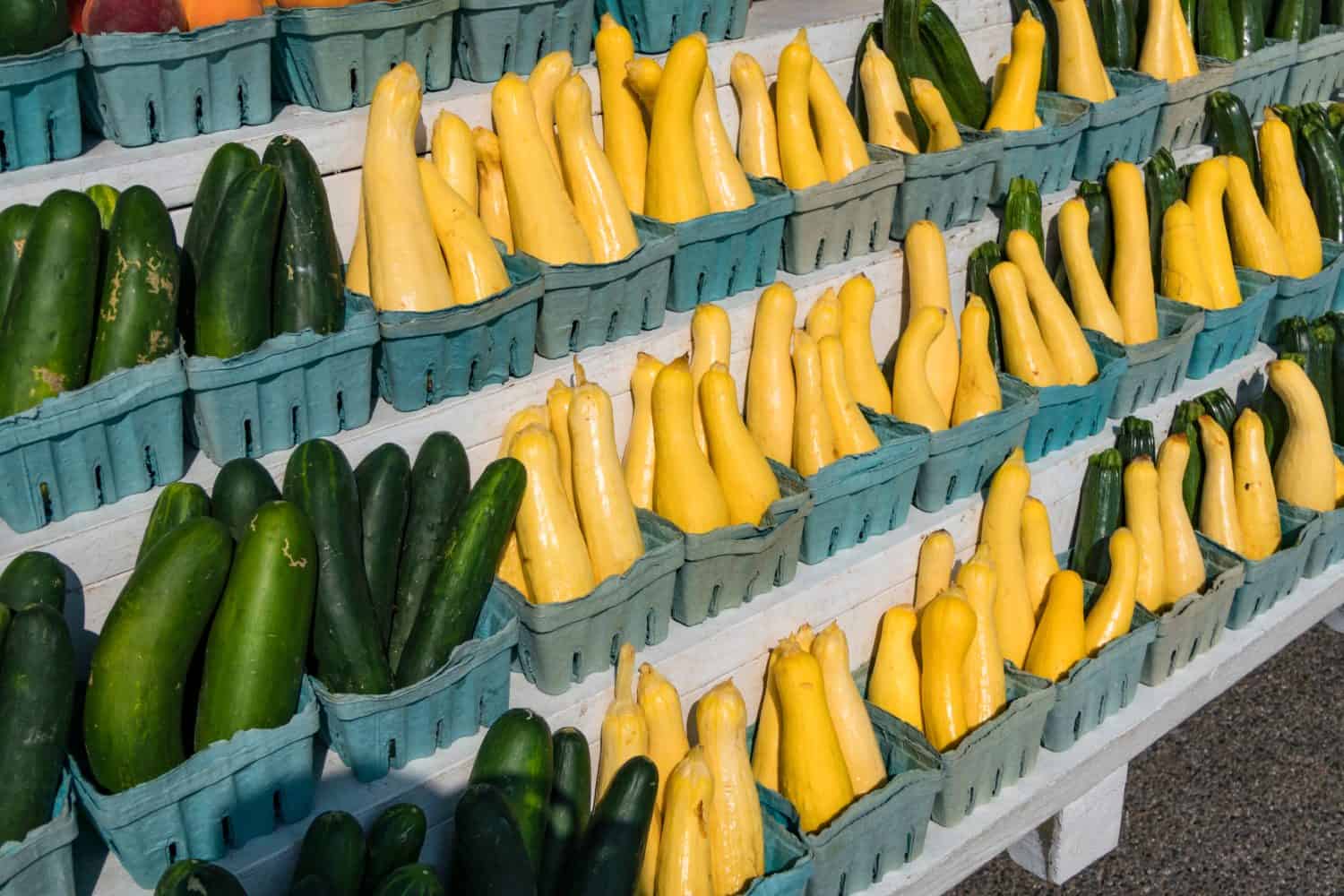 Broomes Island, Maryland USA A farmers market by the side of the road and rows of yellow squash.