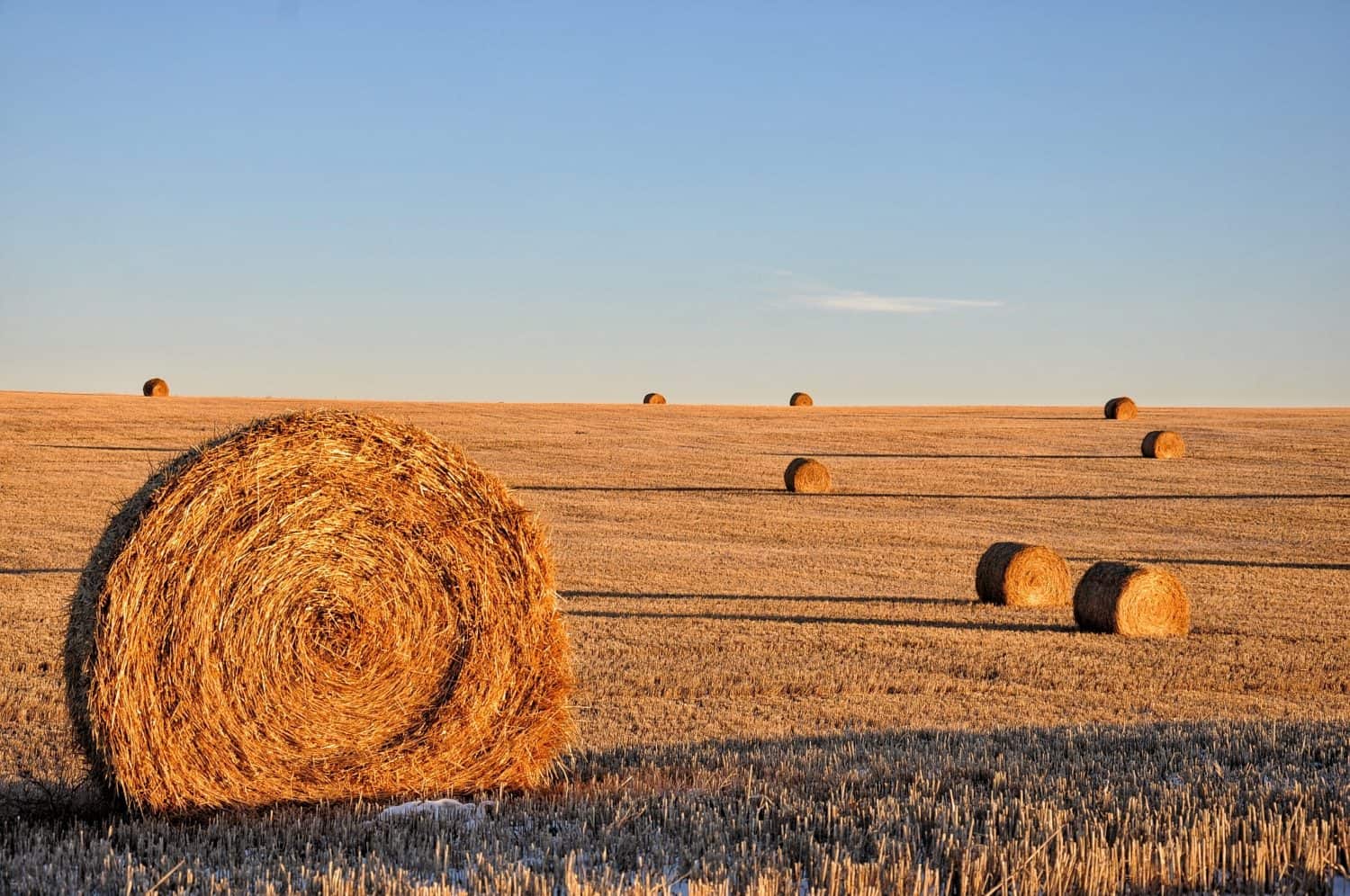 This is a shot of hay bales at dawn near Conrad, Montana.