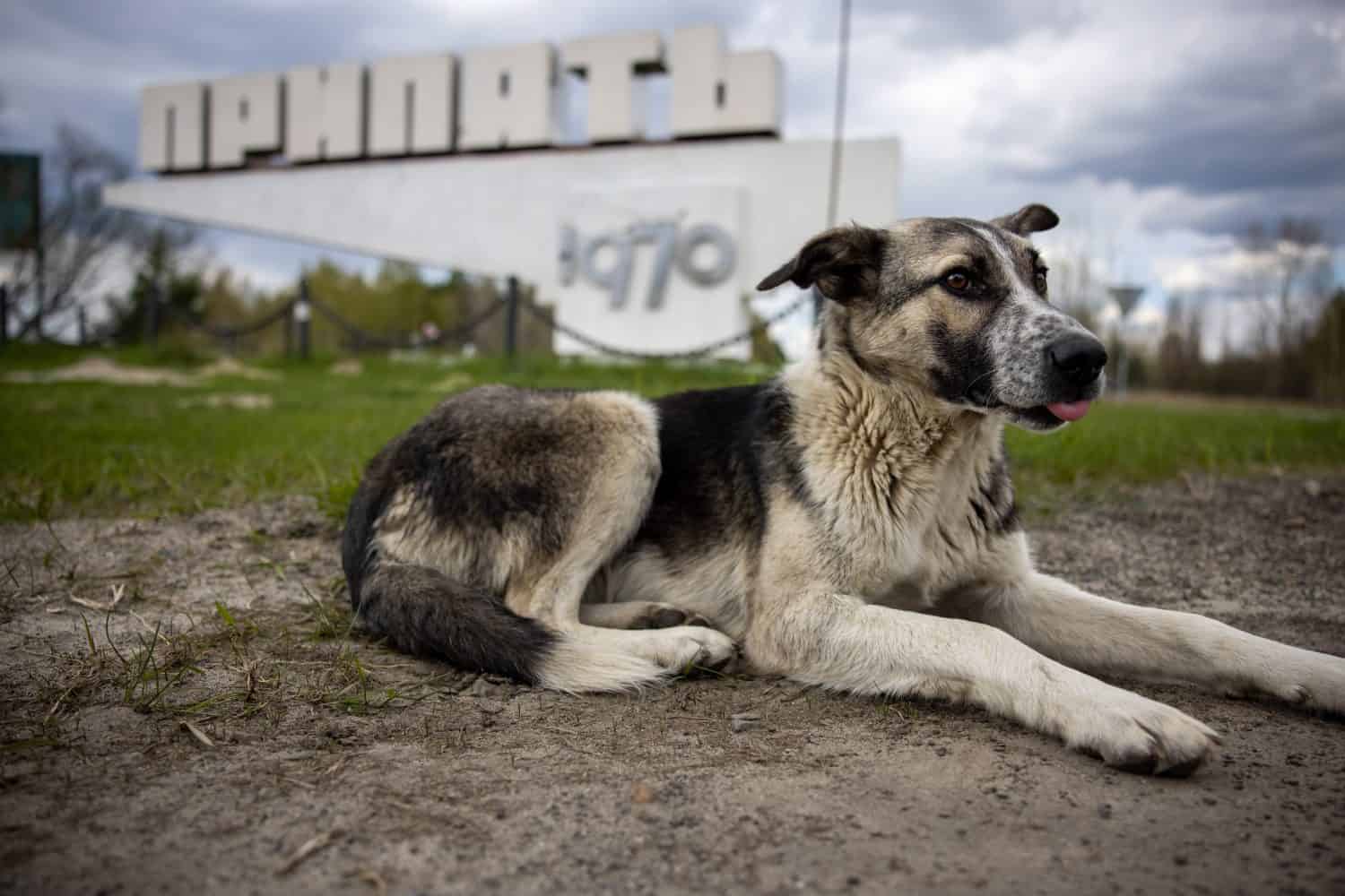 Dog in front of the stele of the city of Pripyat (The inscription on the stele - Pripyat)