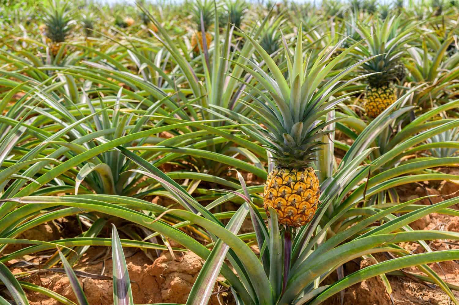 Fresh pineapples in the organic plantation farm