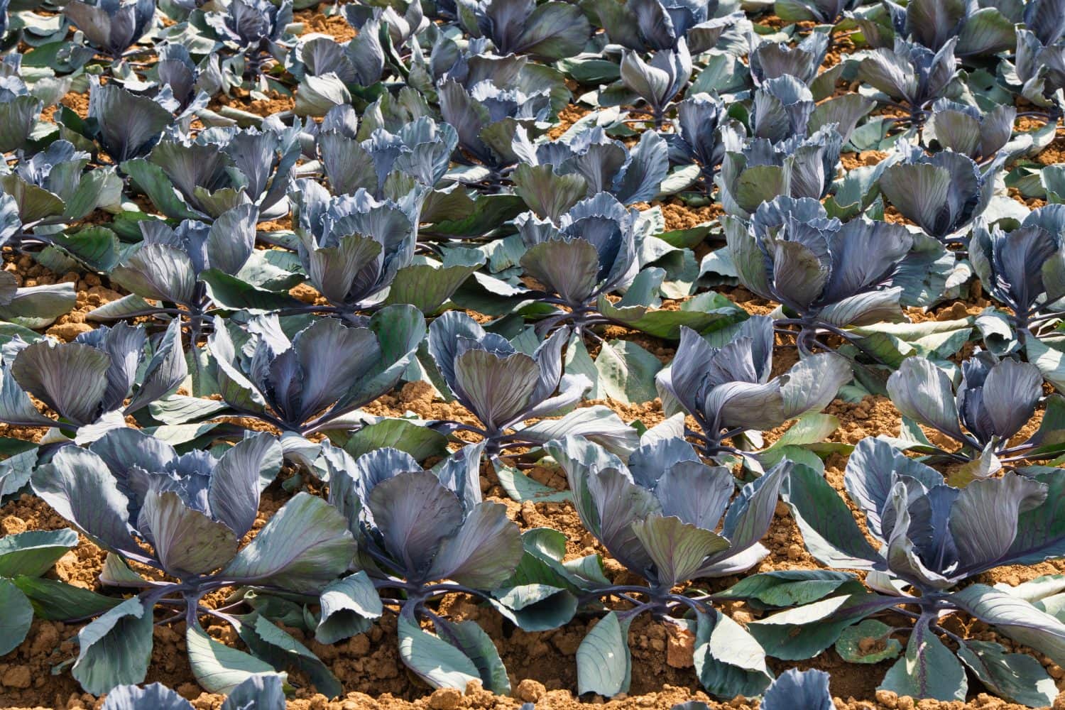 Red cabbage growing in a big field in Arkansas, USA