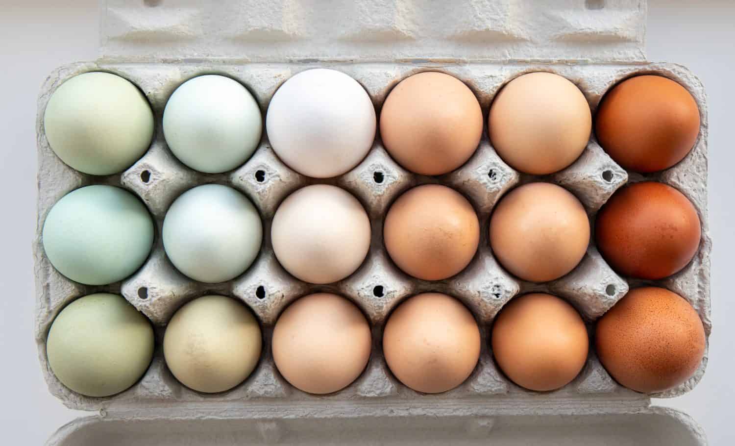 Lot of different color chicken eggs arranged by color on paper egg box. All sorts of colors: blue, green, white, beige, brown. From natural organic farm. Minimal above view.