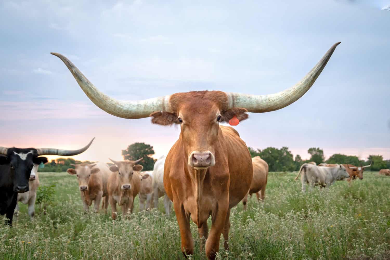 Texas Longhorns in the Pasture at Sunset