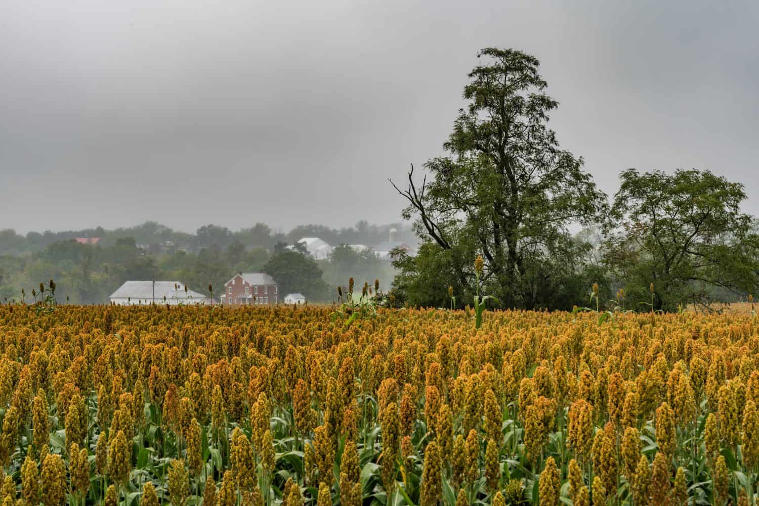 A Rainy Autumn Day at the Gettysburg Battlefield, Pennsylvania USA