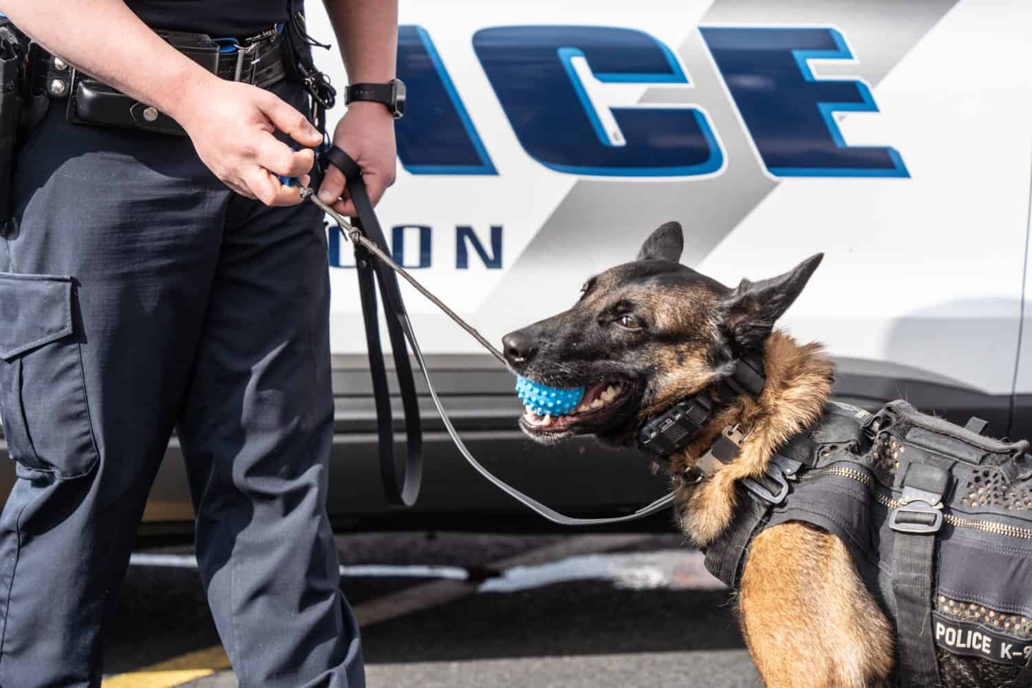 Policeman demonstrates training of a Belgian Malinois police dog at dog days even in Lehigh Valley, Pennsylvania