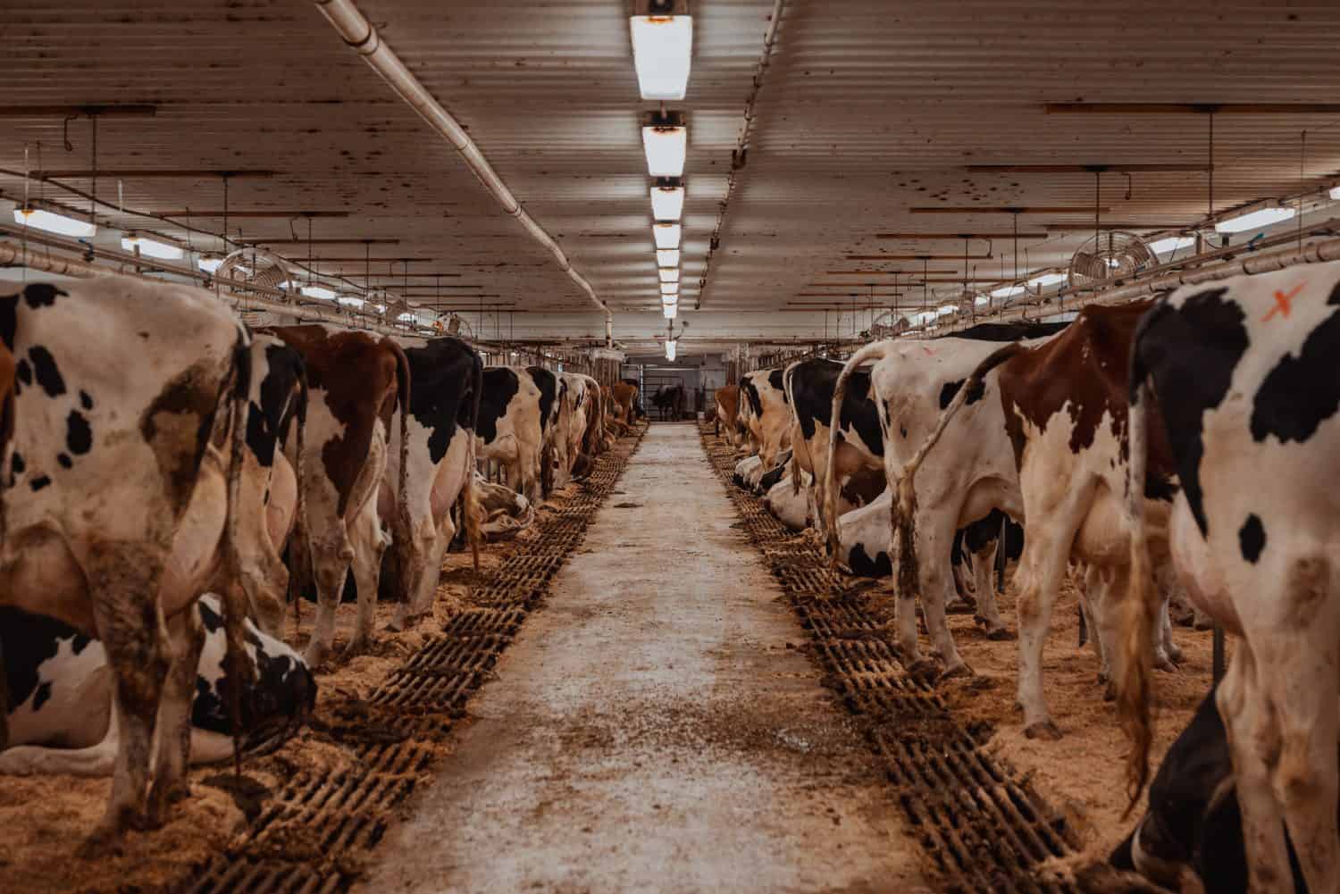 Heifers on a dairy farm in rural Wisconsin