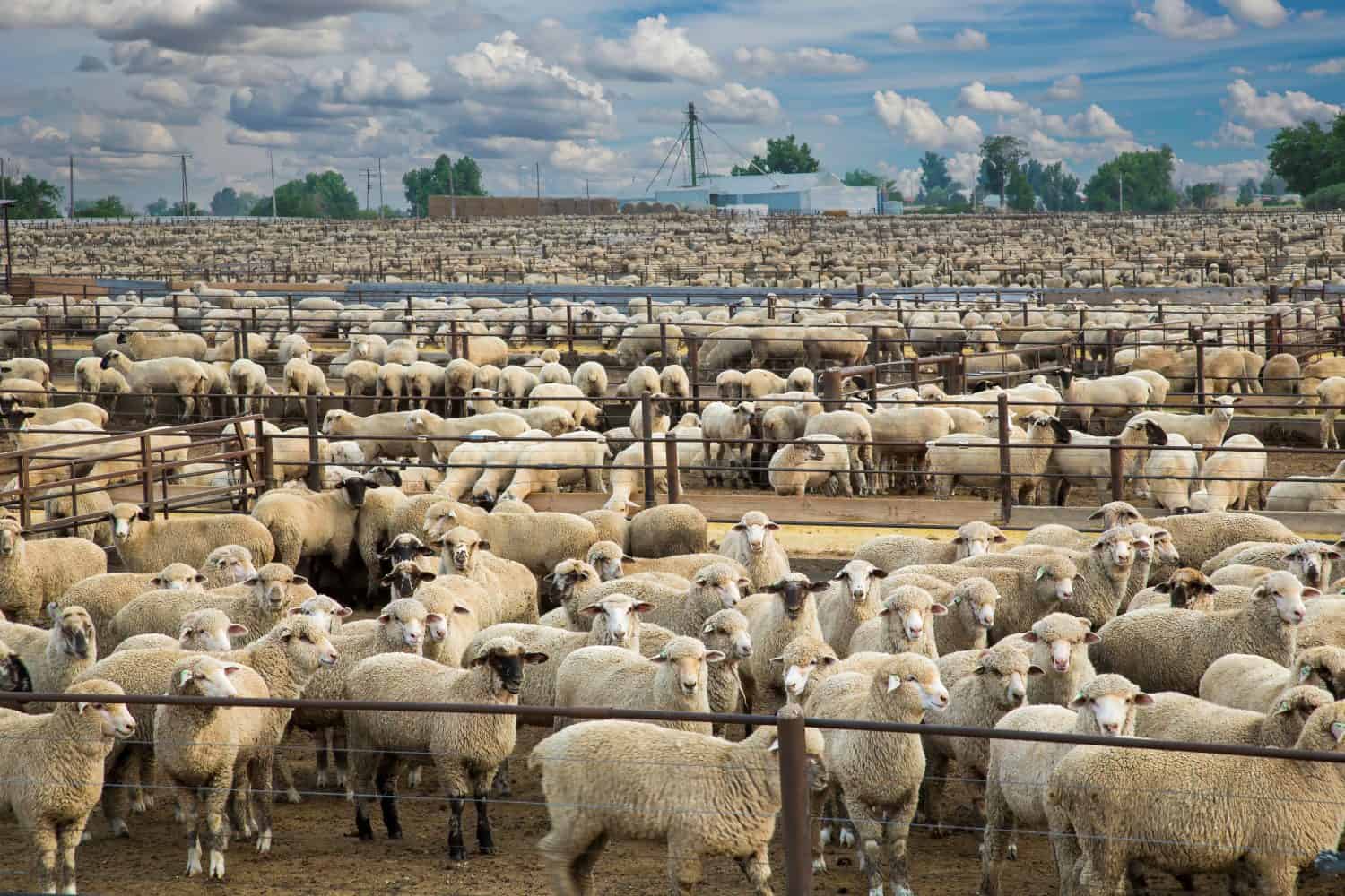 A sheep feedlot along highway 14 near Briggsdale, Colorado