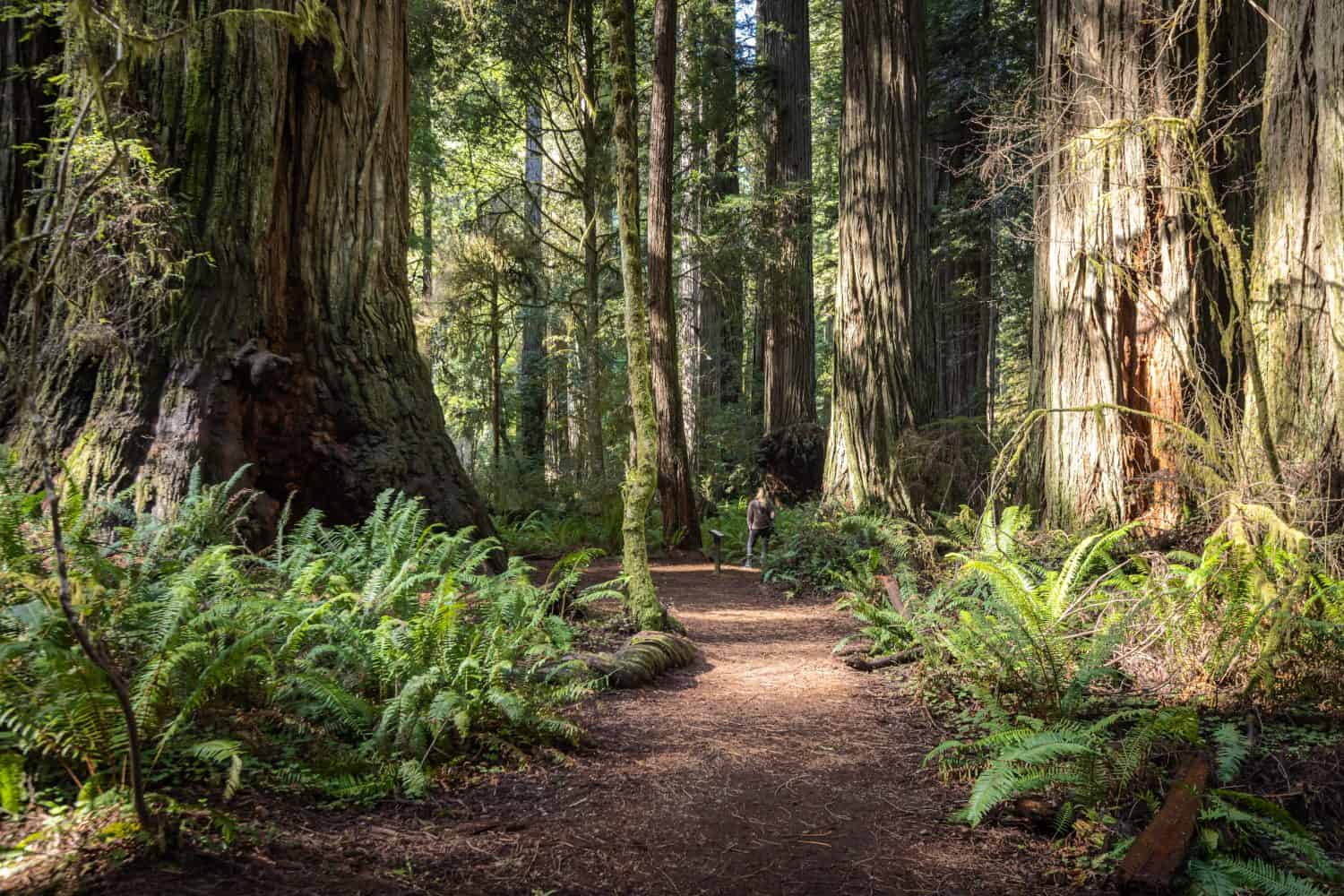 Beautiful afternoon in the Jedediah Smith Redwood forest in northern California