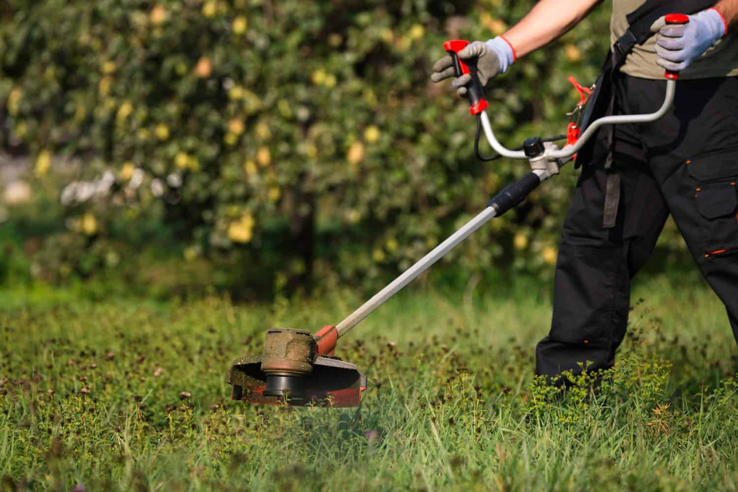 A man in workwear is using a brushcutter to trim the overgrown grass in an orchard, representing routine garden maintenance