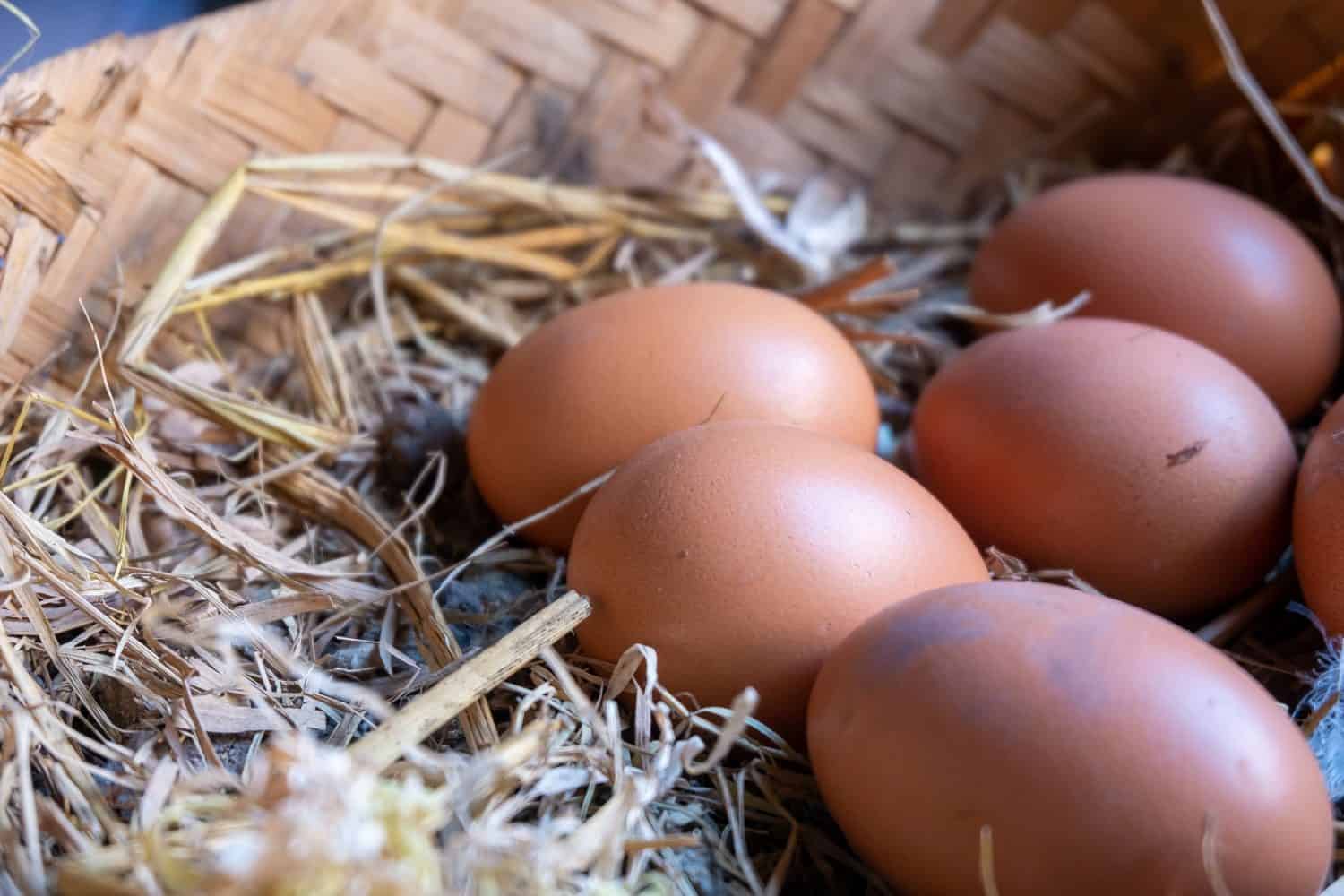 Close up eggs on the nest. Cage free eggs. Nutritious and natural food.