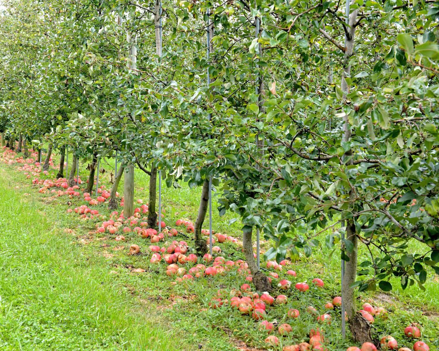 terhune orchards, apple picking, princeton, new jersey, usa